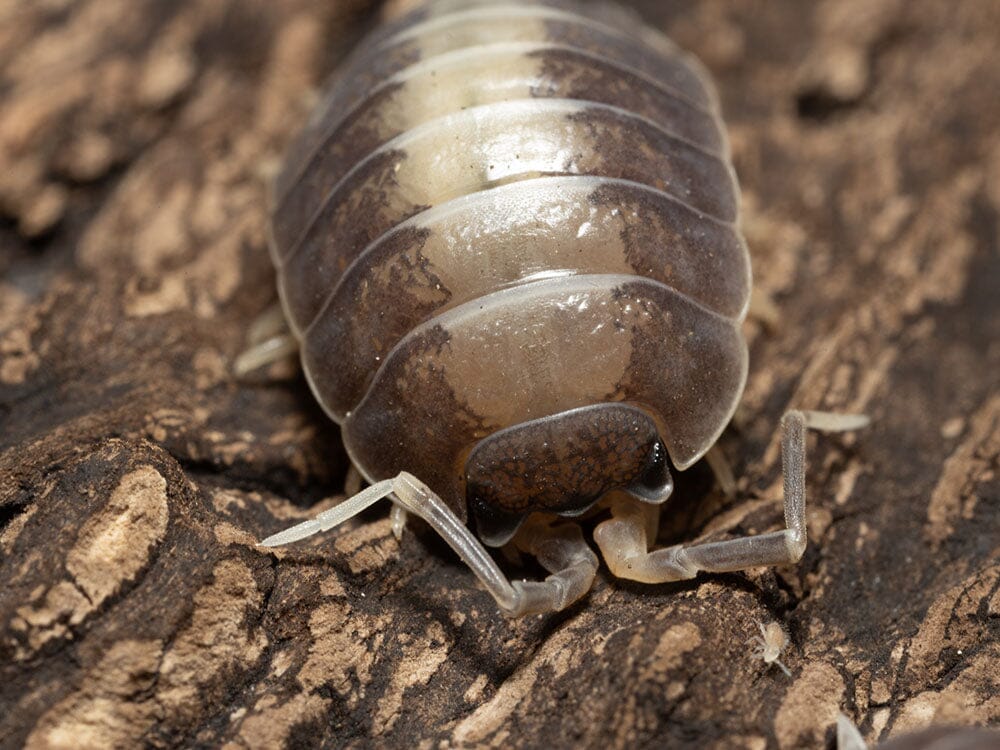 "Milkback" Isopods (Porcellio laevis) Reptile & Amphibian Supplies RPG