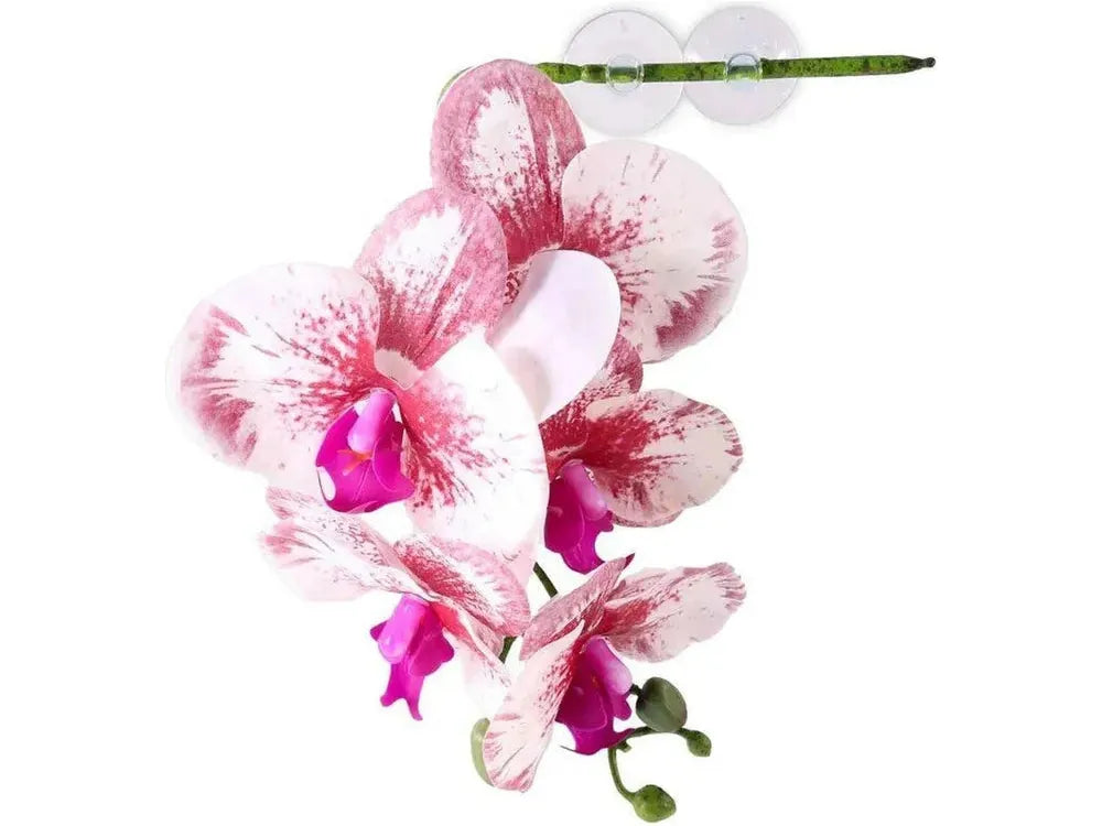 Pangea Hanging Orchid White Animals & Pet Supplies Pangea