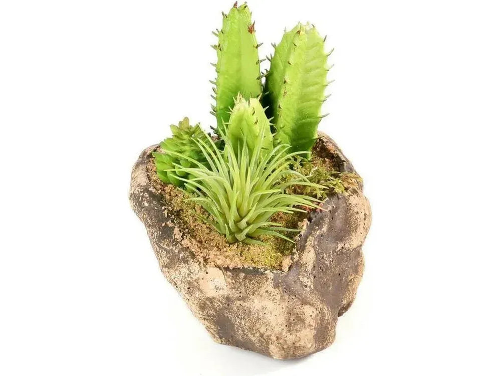 Pangea Succulent Garden #3 Animals & Pet Supplies Pangea