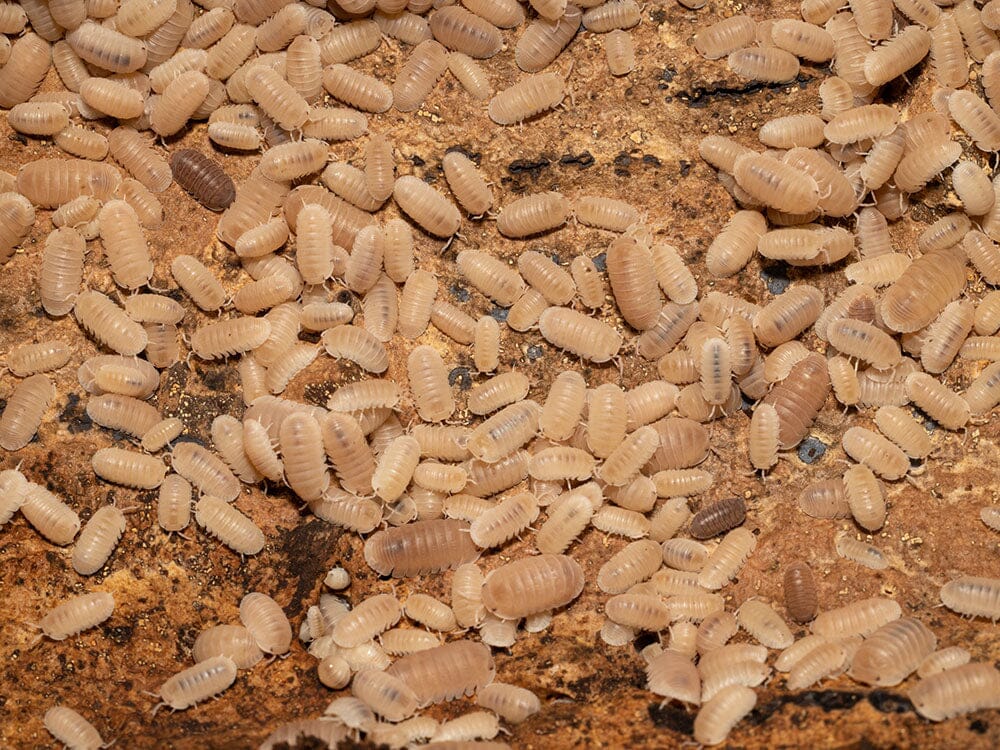 "Papaya" Isopods Cubaris Murina