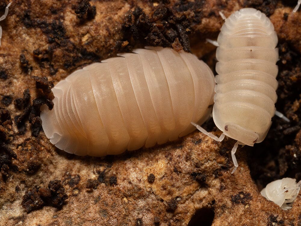 "Papaya" Isopods Cubaris Murina