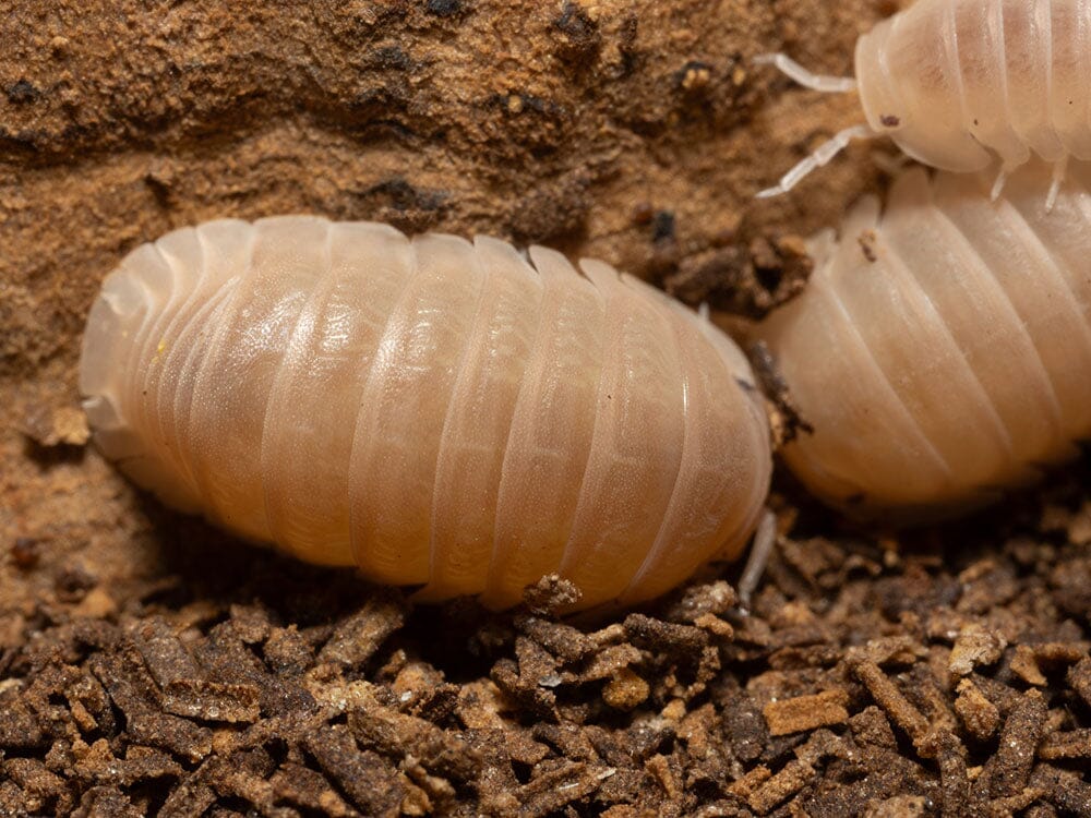 "Papaya" Isopods Cubaris Murina