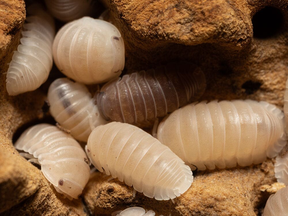"Papaya" Isopods Cubaris Murina