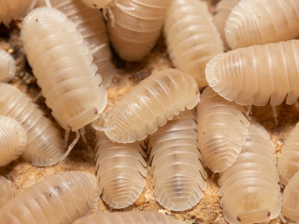 "Papaya" Isopods Cubaris Murina