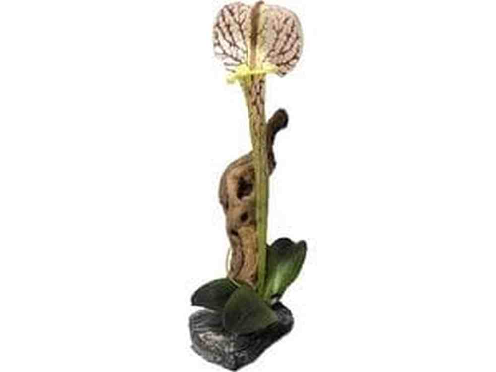 Pitcher Plant with Driftwood