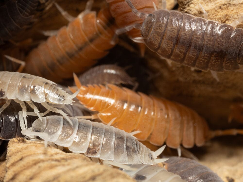 "Powder Mix" Isopods (Porcellionides pruinosus) RPG