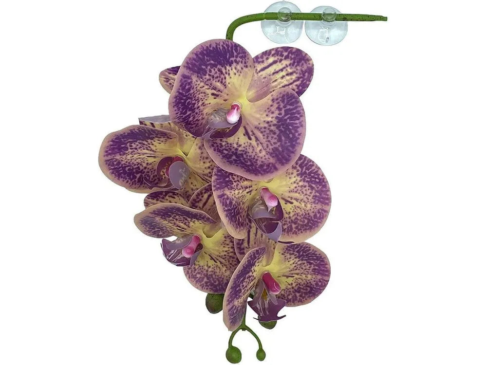 Pangea Hanging Orchid Purple & Yellow Animals & Pet Supplies Pangea