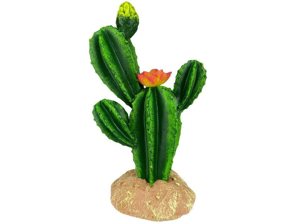 Komodo Cactus Plant Flower