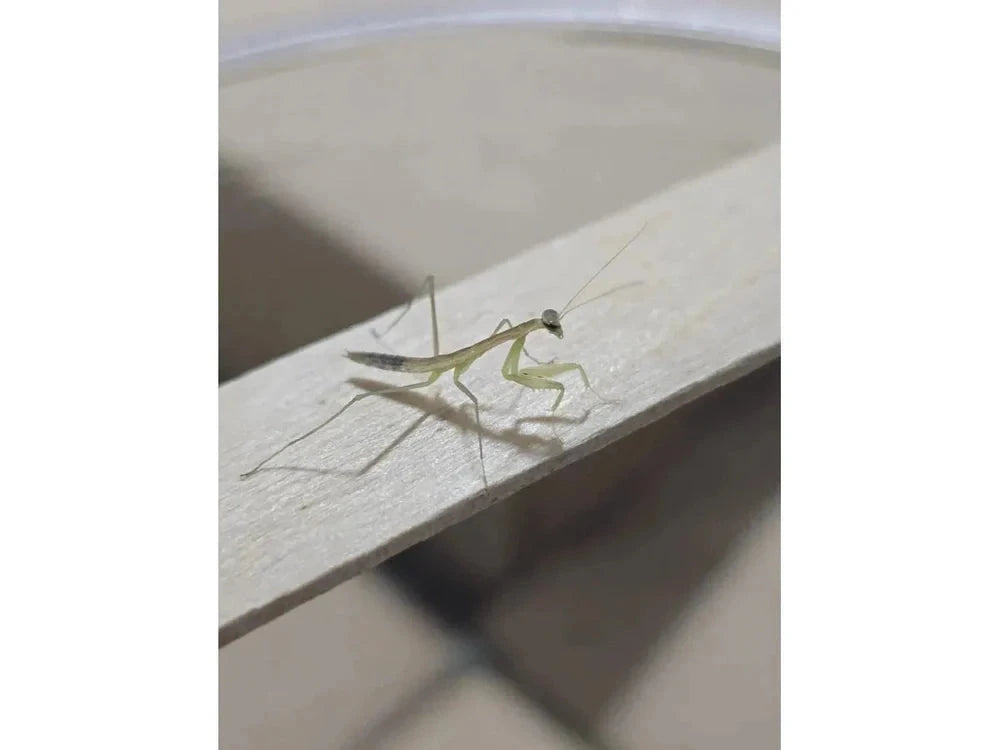 Chinese Praying Mantis Tenodera sinensis Free Shipping