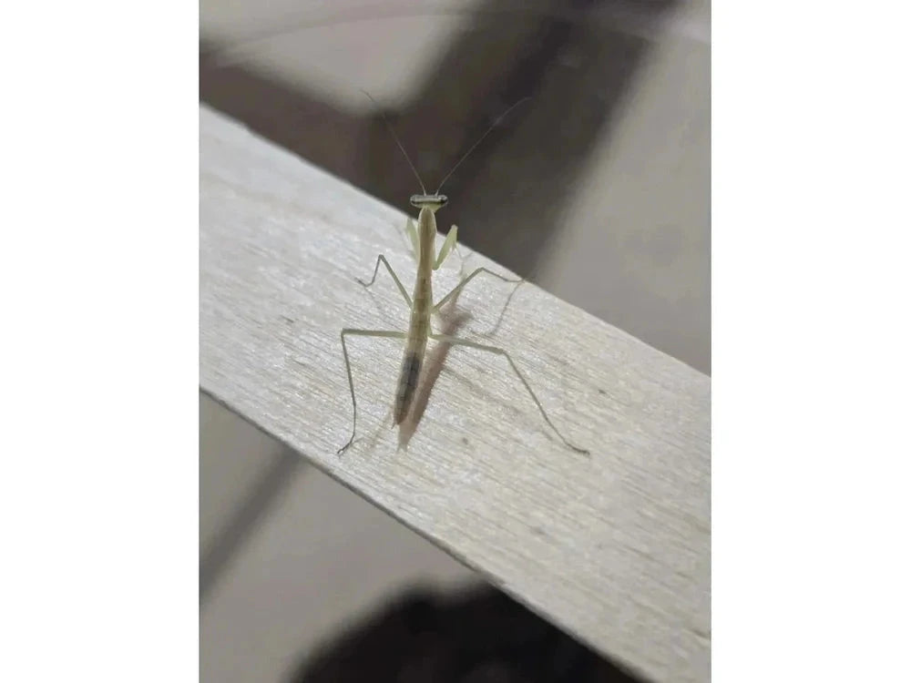 Chinese Praying Mantis Tenodera sinensis Free Shipping