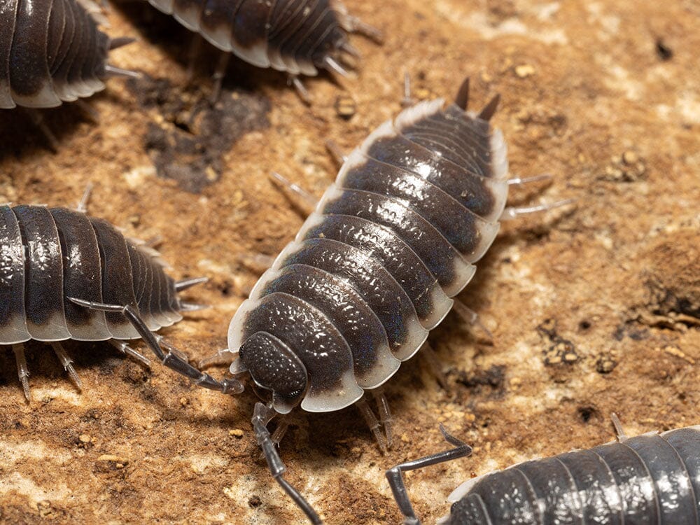 "Sevilla" Isopods (Porcellio) RPG
