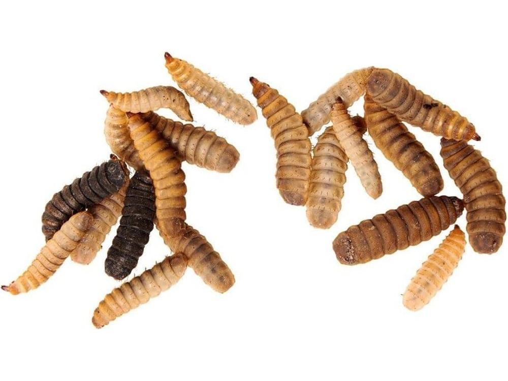 200 Free Medium NutriGrubs (BSFL) Reptile & Amphibian Food DubiaRoaches.com