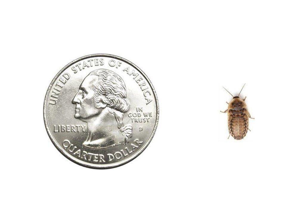 Small 3/8" Dubia FREE SHIPPING dubia roaches DubiaRoaches.com