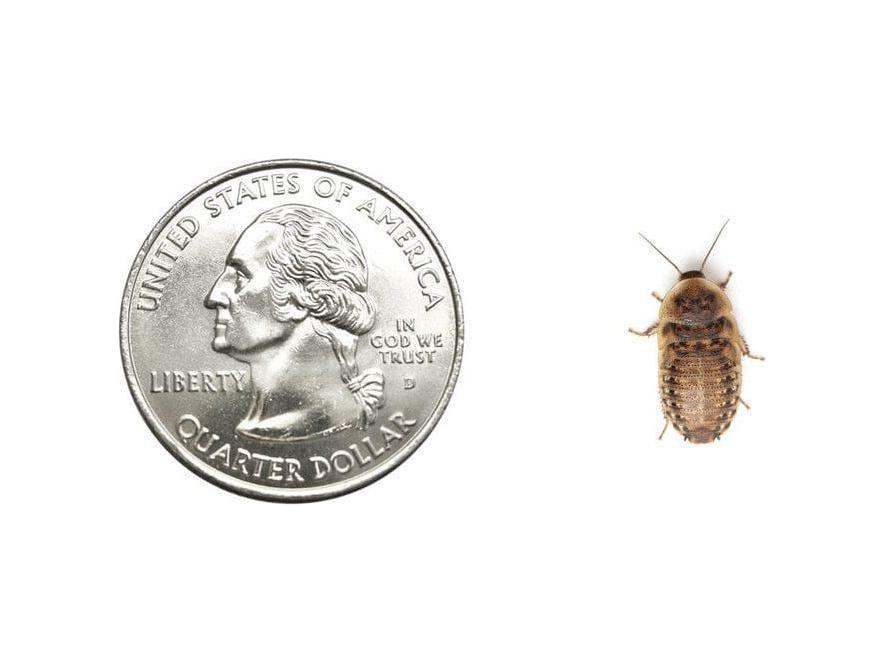 Small 1/2" Dubia dubia roaches DubiaRoaches.com
