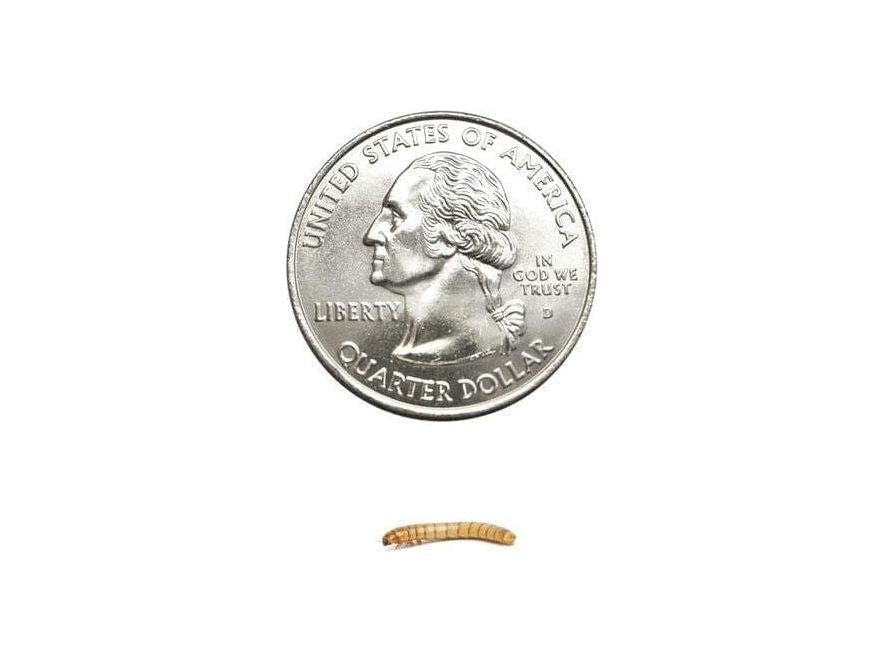 Small Mealworms mealworms DubiaRoaches.com