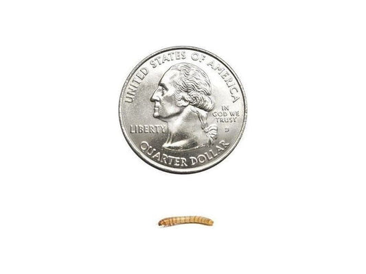 Mealworms FREE SHIPPING mealworms DubiaRoaches.com