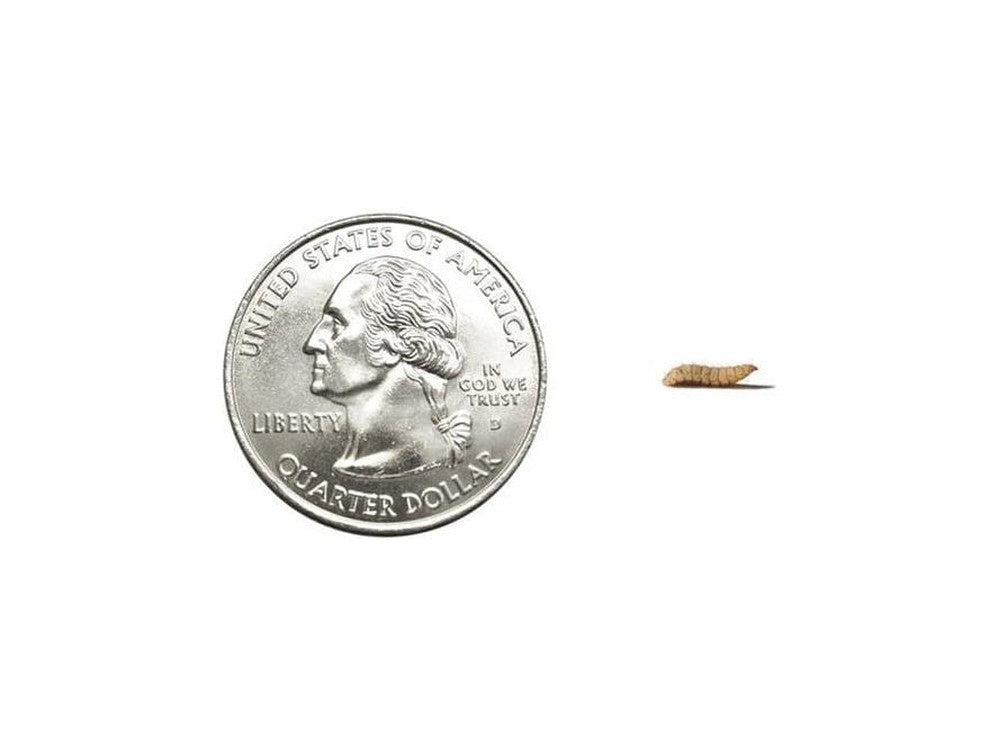 CalciGrubsâ?¢ nutrigrubs DubiaRoaches.com Small 5000