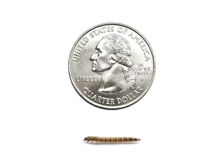 Superworms superworms DubiaRoaches.com Small 25