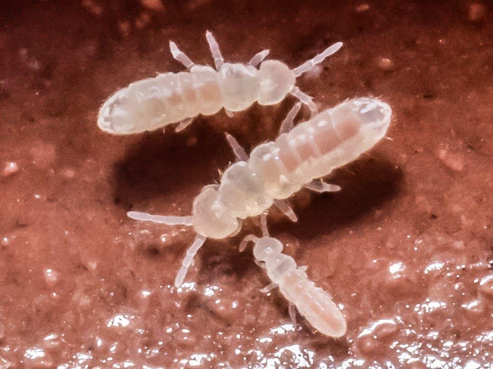 springtails indoor plants Temperate White Springtails – Clean-Up Crew