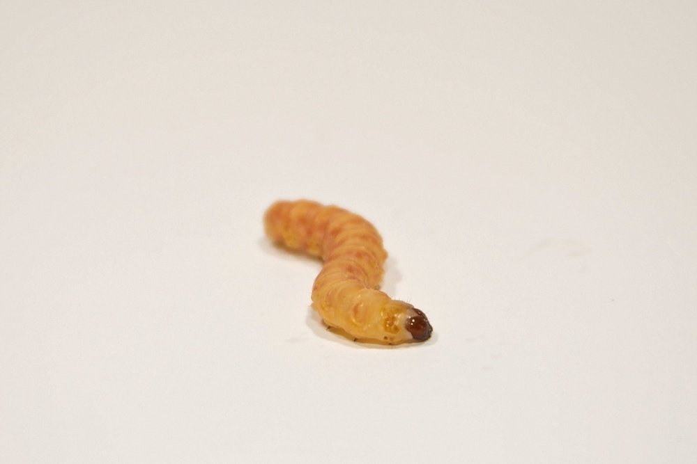 Jumbo Butterworm Waxworms 25Jumbo