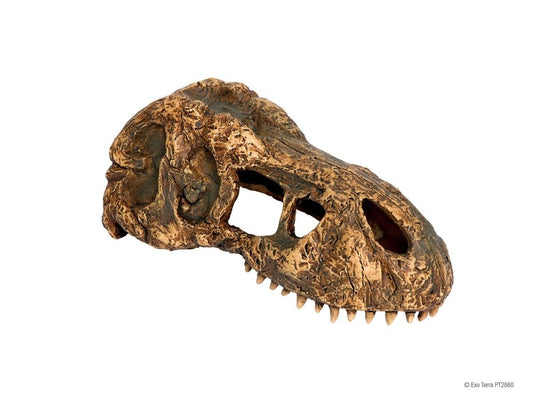 Exo Terra T-Rex Skull, Small - Dubia.com