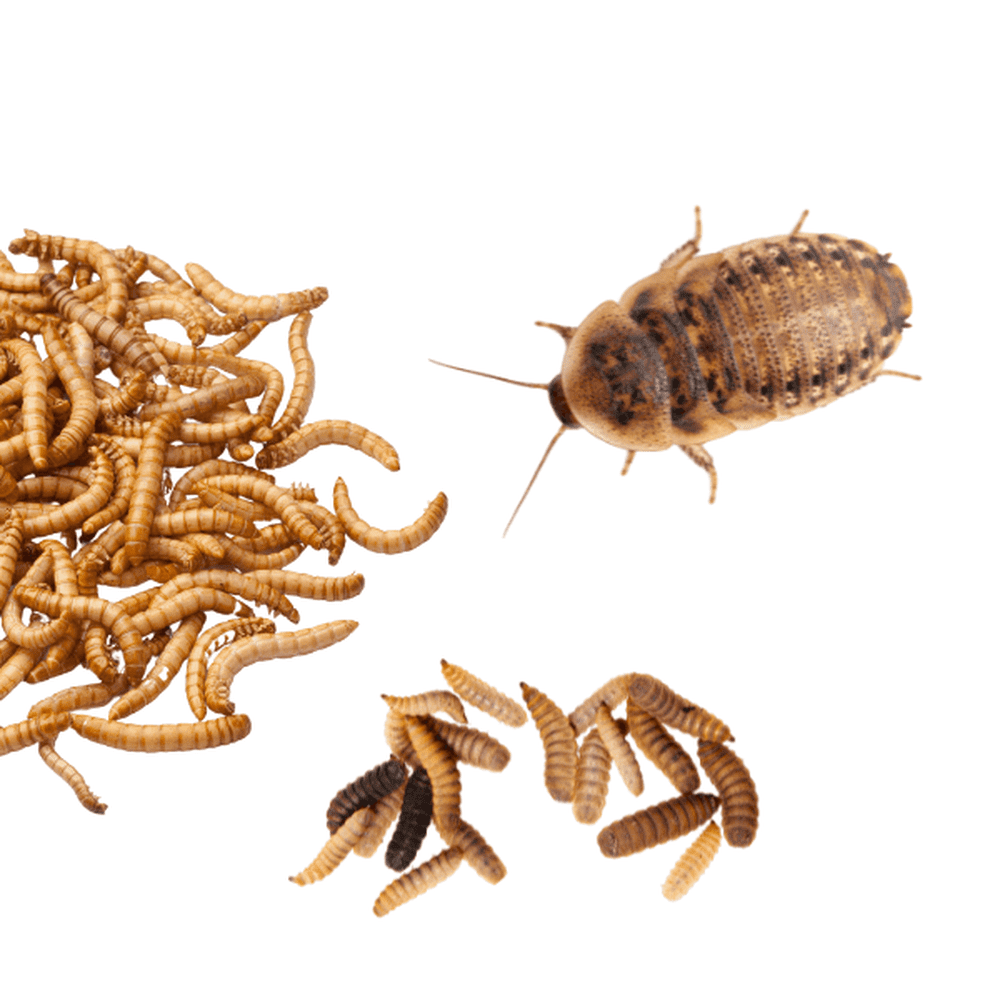 Dubia Roach Variety Pack • Assorted Sizes! • Dubia Roach Depot