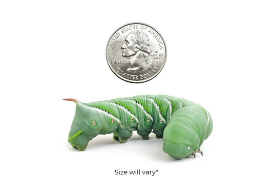 Large Hornworms FREE SHIPPING