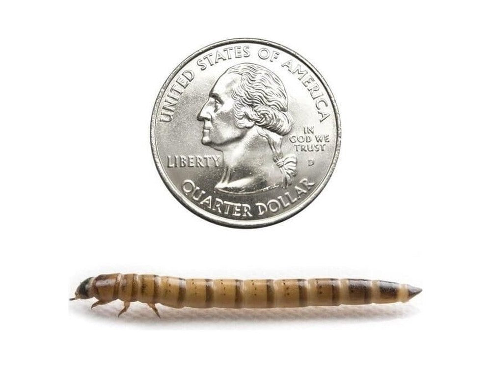 Superworms FREE SHIPPING superworms DubiaRoaches.com Large 25