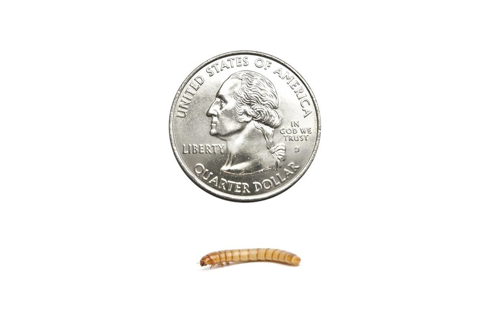 Buy Wax Worms For Reptiles – Big Apple Herp - Reptiles For Sale