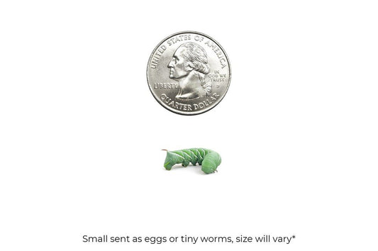 Small Hornworms FREE SHIPPING
