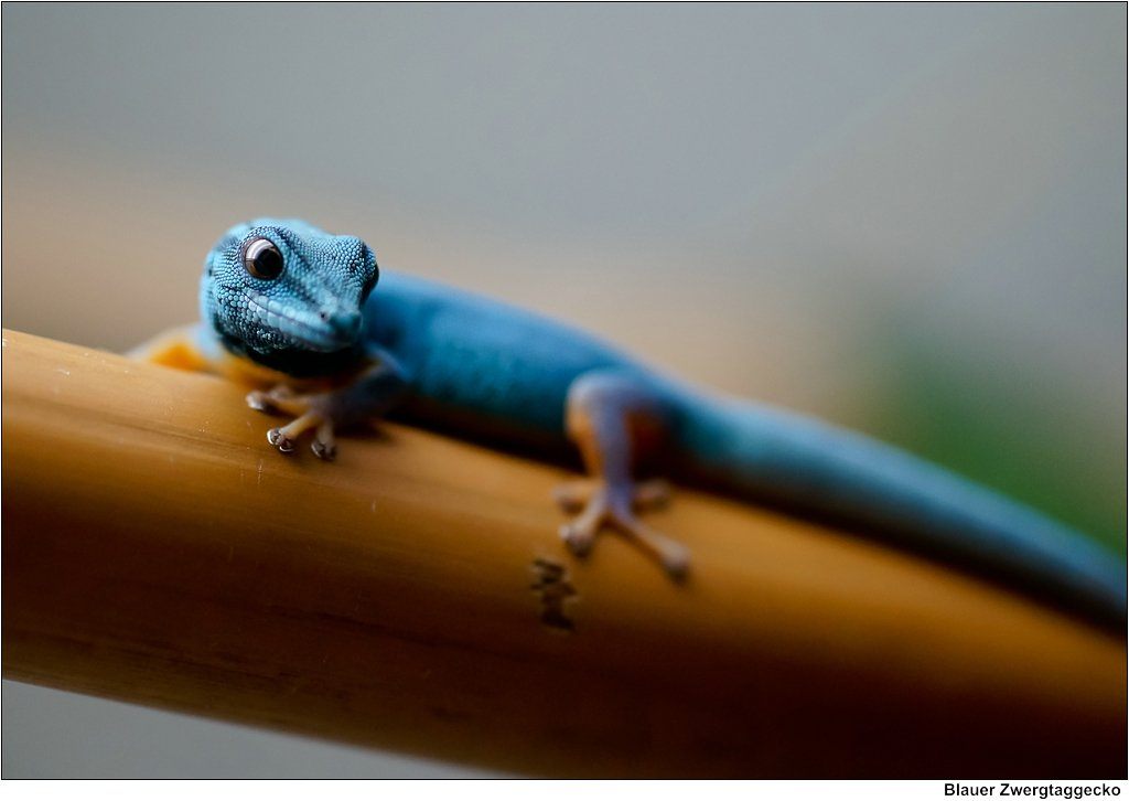 Electric Blue Gecko Care Sheet