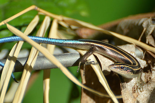 Pacific Blue-Tailed Skink Care Sheet