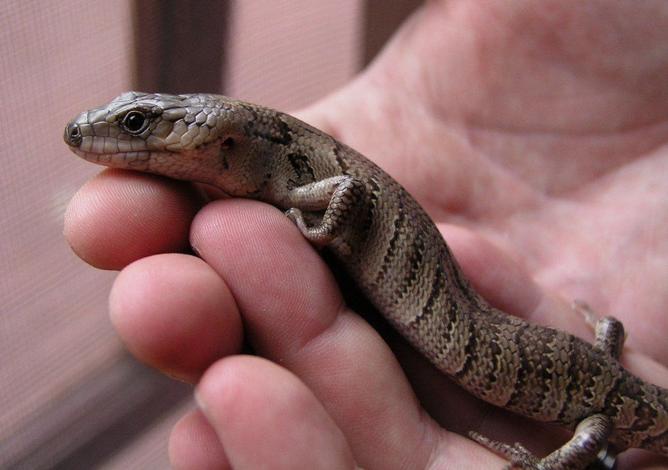 Pink-Tongued Skink Care Sheet