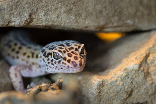 How to Set Up a Leopard Gecko Terrarium
