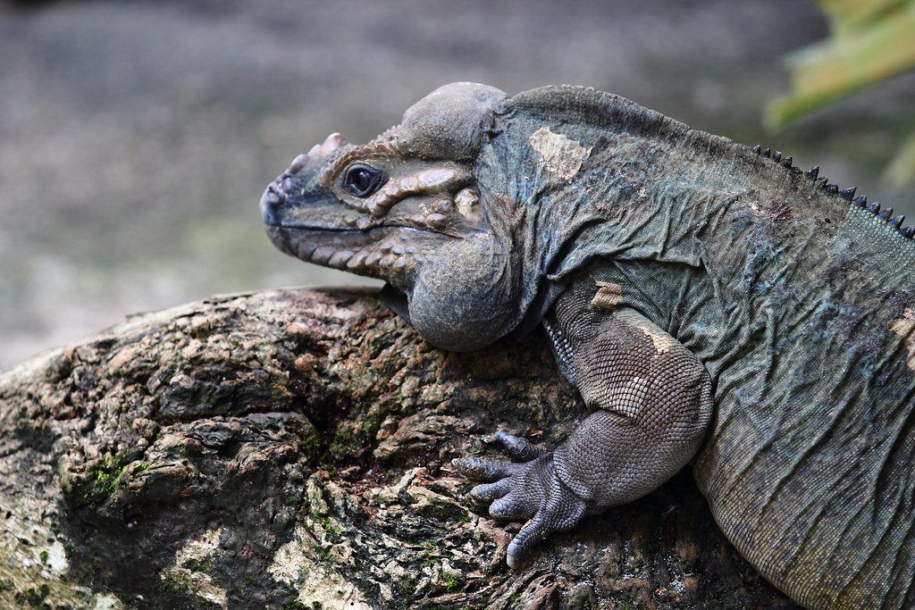 How to Care for Your Rhino Iguana