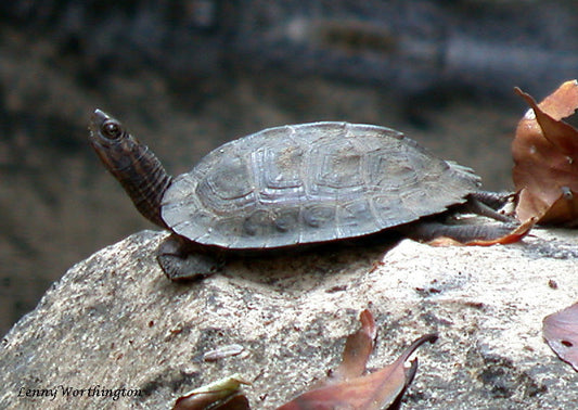 Asian Leaf Turtle Care Sheet