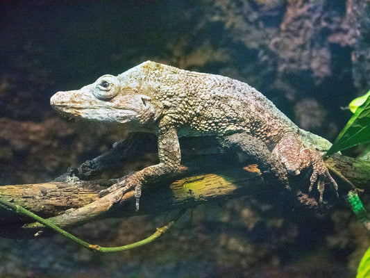 Cuban False Chameleon Care Sheet