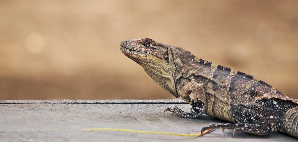 How to Care for Your Spiny Tailed Iguana