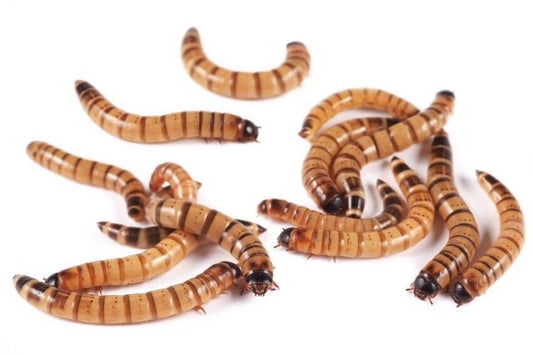Superworm FAQs