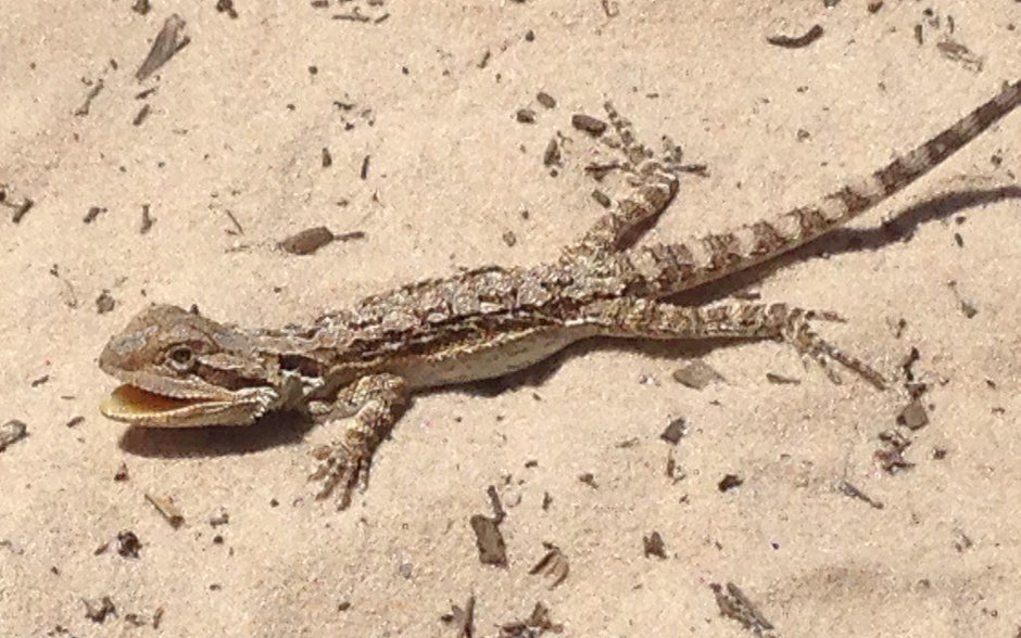 Stop Drying Out Your Bearded Dragons!