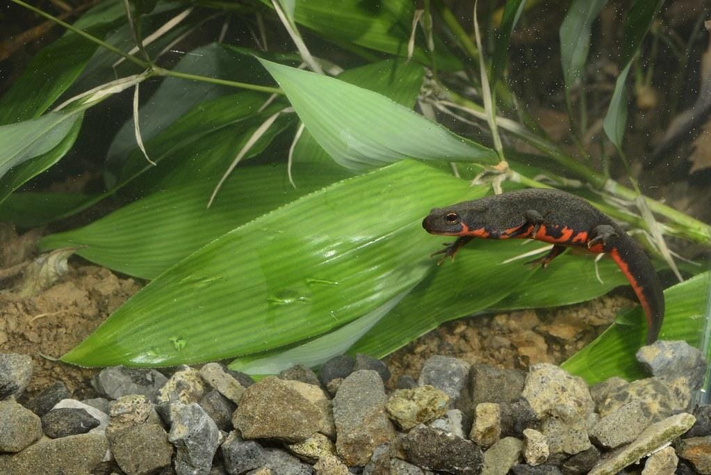 Fire Belly Newt Care Sheet