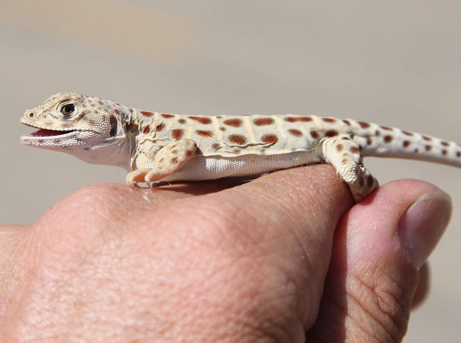 How to Care for Your Leopard Lizard