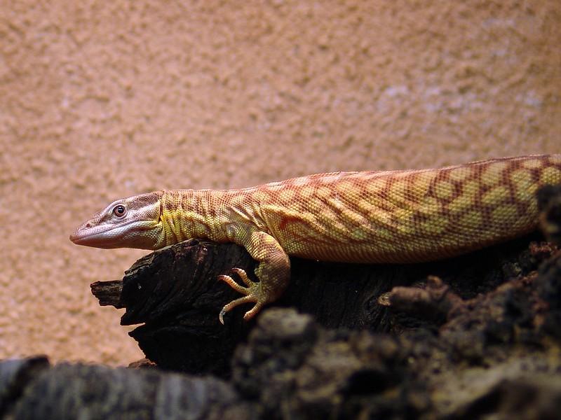 Ackie Monitor Care Sheet