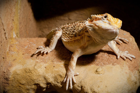 Do You Have a Picky Bearded Dragon? Here's Why