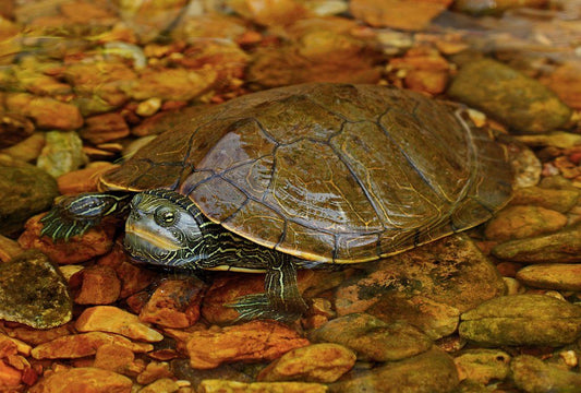 Common Map Turtle Care Sheet