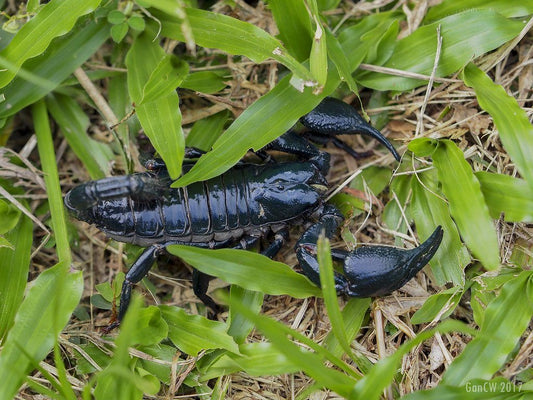 Asian Forest Scorpion Care Sheet