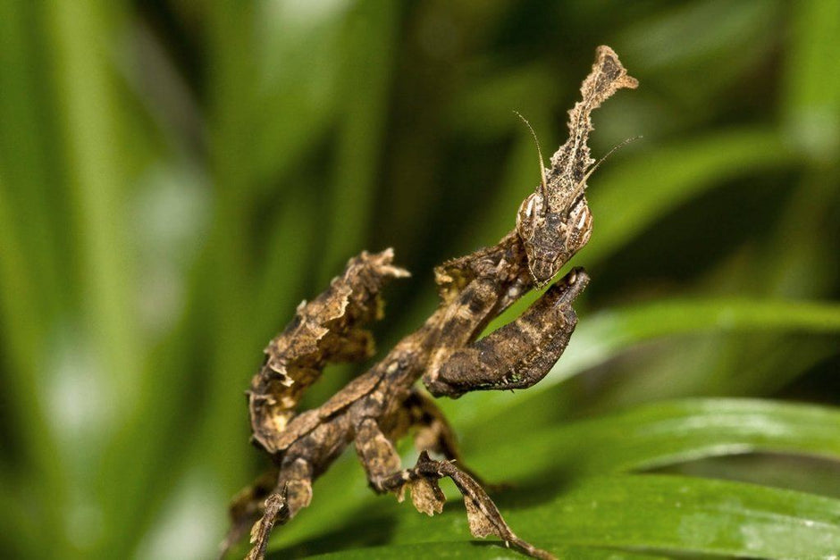 Ghost Mantis Care Sheet