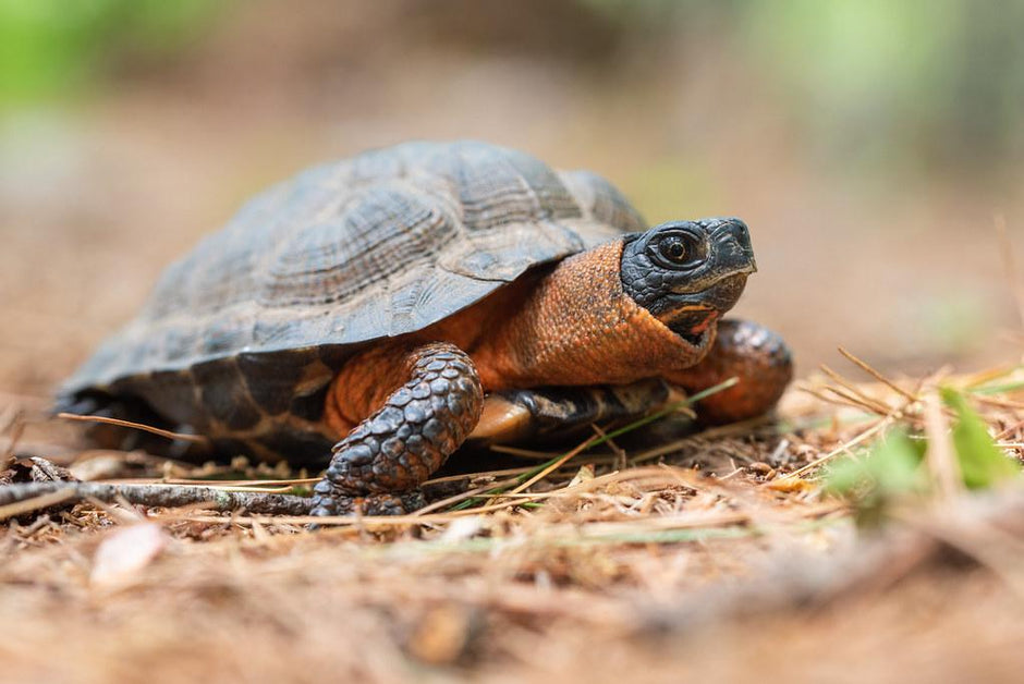 Wood Turtle Care Sheet