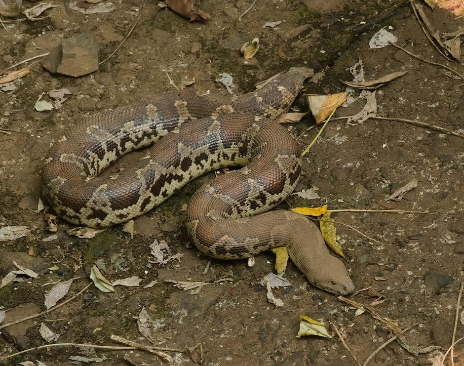 Rough-Scaled Sand Boa Care Sheet