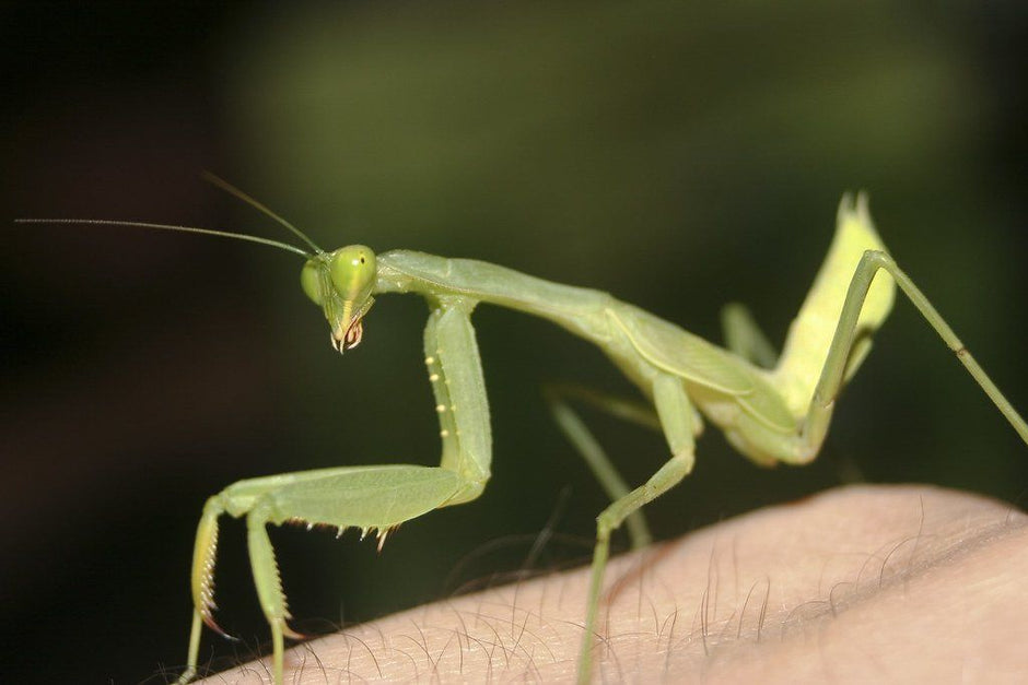 African Mantis Care Sheet